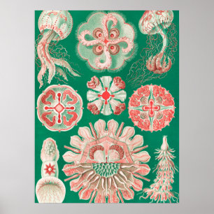 Kwal, Discomedusae door Ernst Haeckel Poster