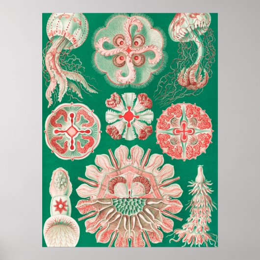 Kwal, Discomedusae door Ernst Haeckel Poster (Voorkant)