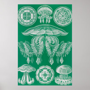 Kwal, Discomedusae door Ernst Haeckel Poster