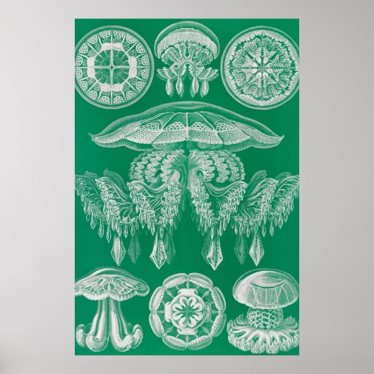 Kwal, Discomedusae door Ernst Haeckel Poster (Voorkant)