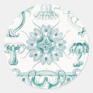 Kwal, Discomedusae door Ernst Haeckel Ronde Sticker