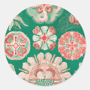 Kwal, Discomedusae door Ernst Haeckel Ronde Sticker