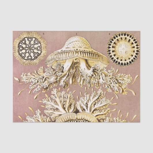 Kwal, Discomedusae door Ernst Haeckel Tissuepapier (Voorkant)