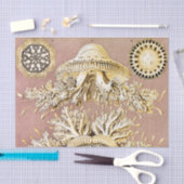 Kwal, Discomedusae door Ernst Haeckel Tissuepapier (Craft)
