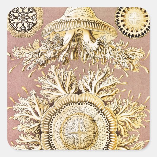 Kwal, Discomedusae door Ernst Haeckel Vierkante Sticker (Voorkant)