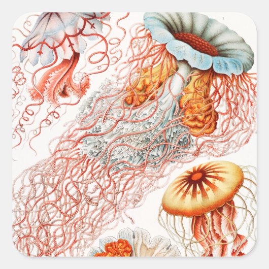 Kwal, Discomedusae door Ernst Haeckel Vierkante Sticker (Voorkant)