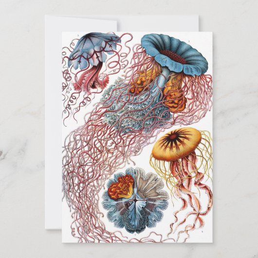 Kwal door Ernst Haeckel, Discomedusae Kaart (Voorkant)