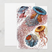 Kwal door Ernst Haeckel, Discomedusae Kaart (Voorkant / Achterkant)