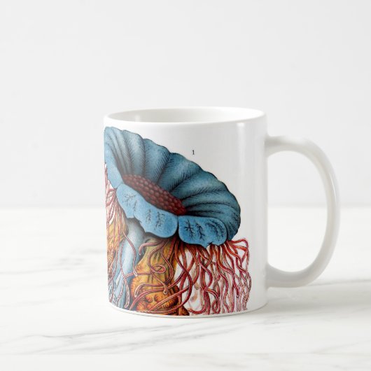 Kwal door Ernst Haeckel, Discomedusae Mok (Rechts)