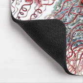 Kwal door Ernst Haeckel, Discomedusae Muismat (Hoek)