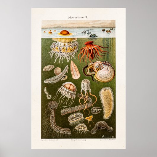  kwal Illustratie Antiek Jelly Fish Poster (Voorkant)