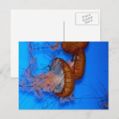 kwal in een aquarium briefkaart (Voorkant / Achterkant)