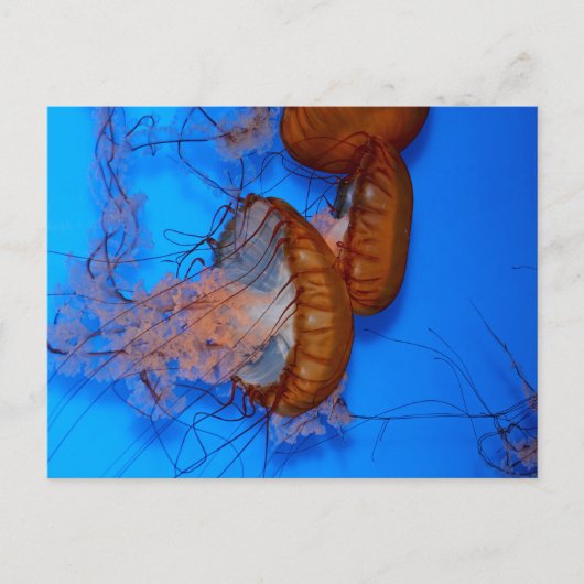kwal in een aquarium briefkaart (Voorkant)