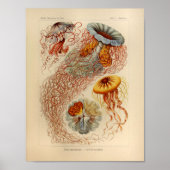  kwal kleur Ernst Haeckel afdrukken Poster (Voorkant)