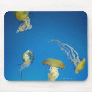 kwal muismat