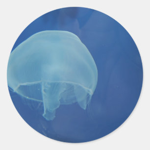 kwal ronde sticker