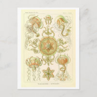 Kwal uit de Vintage verzameling van Haeckel