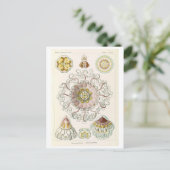 Kwal Vintage door Haeckel Briefkaart (Staand voorkant)
