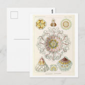 Kwal Vintage door Haeckel Briefkaart (Voorkant / Achterkant)