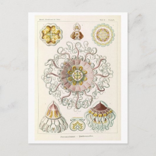 Kwal Vintage door Haeckel Briefkaart (Voorkant)