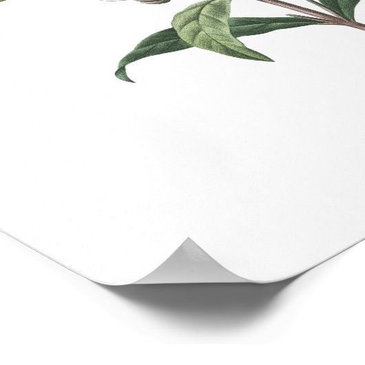 KWALITEIT VAN HOOGSTE KWALITEIT Botanische afdruk  Poster (Hoek)