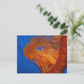 Kwallen #3 briefkaart (Staand voorkant)
