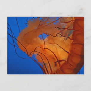 Kwallen #3 briefkaart