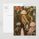  kwallen Antiek Jelly Fish Illustration Briefkaart (Voorkant / Achterkant)