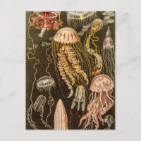  kwallen Antiek Jelly Fish Illustration