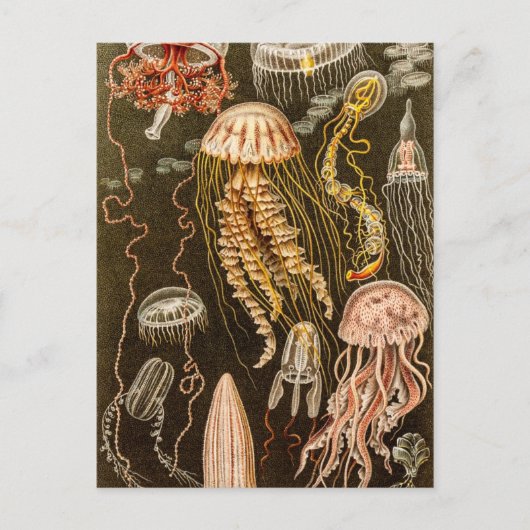  kwallen Antiek Jelly Fish Illustration Briefkaart (Voorkant)
