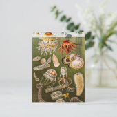  kwallen Antiek Jelly Fish Illustration Briefkaart (Staand voorkant)