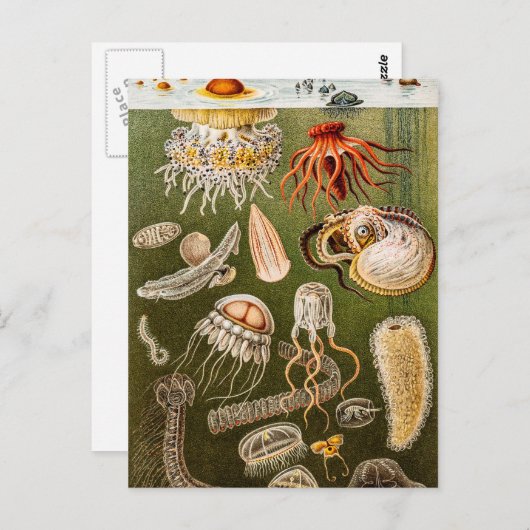  kwallen Antiek Jelly Fish Illustration Briefkaart (Voorkant / Achterkant)