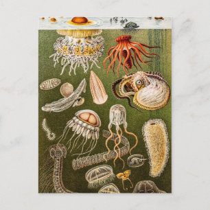 kwallen Antiek Jelly Fish Illustration Briefkaart