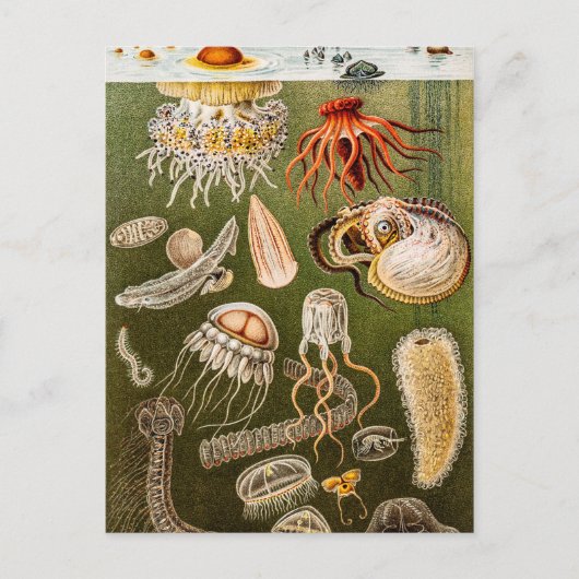  kwallen Antiek Jelly Fish Illustration Briefkaart (Voorkant)
