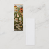 kwallen Antiek Jelly Fish Illustration Mini Visitekaartje (Voorkant / Achterkant)