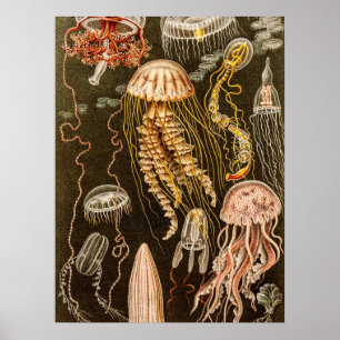 kwallen Antiek Jelly Fish Illustration Poster