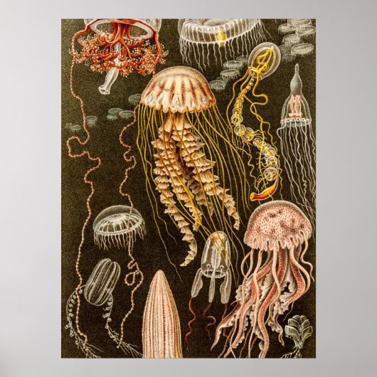  kwallen Antiek Jelly Fish Illustration Poster (Voorkant)
