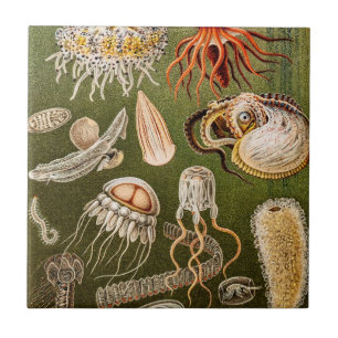 kwallen Antiek Jelly Fish Illustration Tegeltje