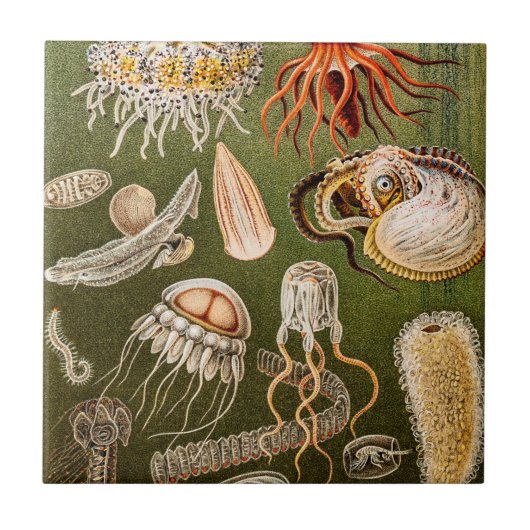  kwallen Antiek Jelly Fish Illustration Tegeltje (Voorkant)