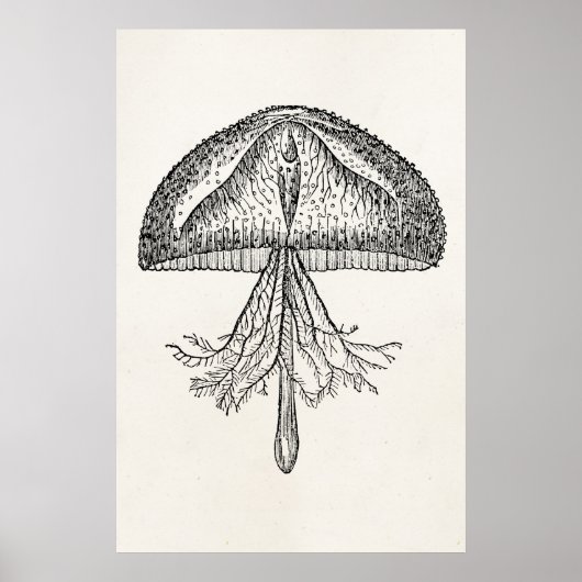  kwallen Antiek Jellyfish Sjabloon Poster (Voorkant)