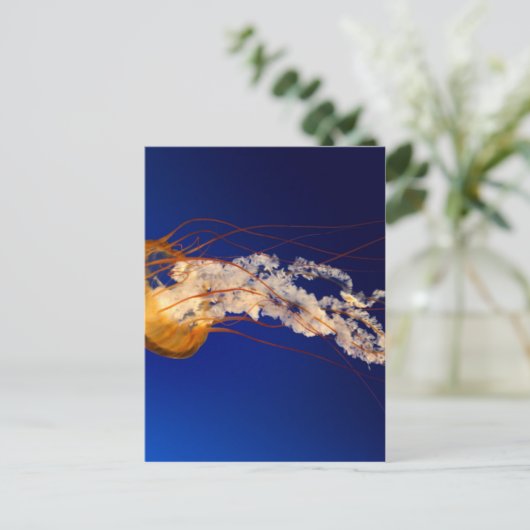 Kwallen Briefkaart (Staand voorkant)