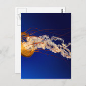 Kwallen Briefkaart (Voorkant / Achterkant)