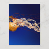 Kwallen Briefkaart (Voorkant)