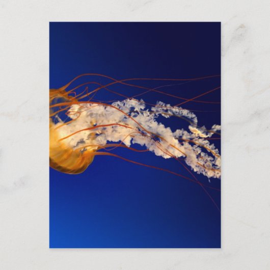 Kwallen Briefkaart (Voorkant)