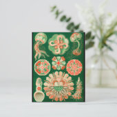 Kwallen Briefkaart (Staand voorkant)