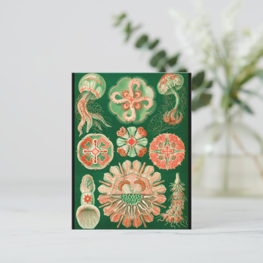 Kwallen Briefkaart (Staand voorkant)