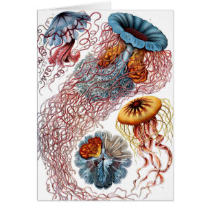 kwallen door Ernst Haeckel, Discomedusae