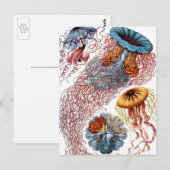  kwallen door Ernst Haeckel, Discomedusae Briefkaart (Voorkant / Achterkant)