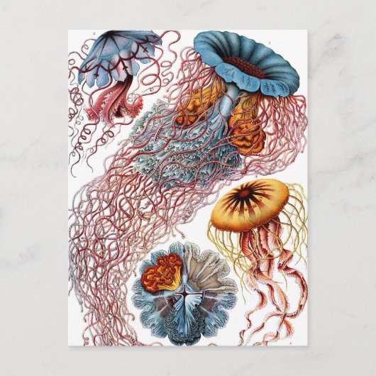  kwallen door Ernst Haeckel, Discomedusae Briefkaart (Voorkant)