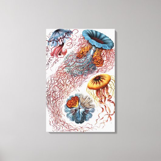 kwallen door Ernst Haeckel, Discomedusae Canvas Afdruk (Voorkant)